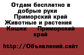 Отдам бесплатно в добрые руки  - Приморский край Животные и растения » Кошки   . Приморский край